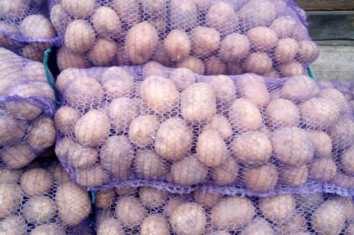 Продажа картофеля, большой выбор сортов- фото № 3