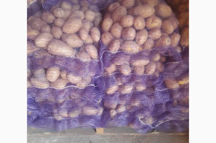Продам картоплю червоні і білі сорти- фото № 1
