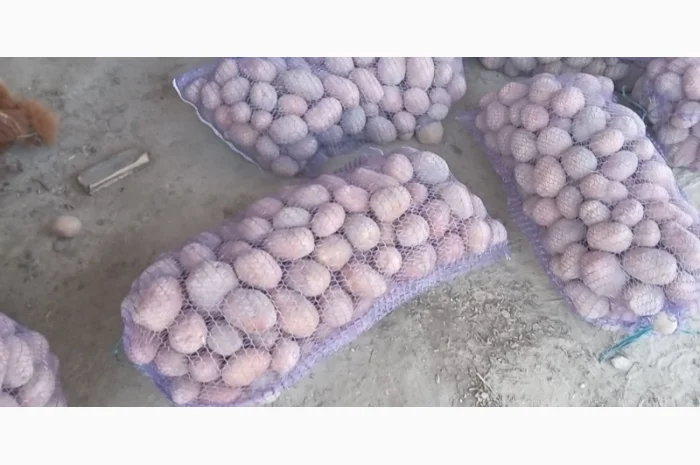 Продам картоплю червоні і білі сорти- фото № 3