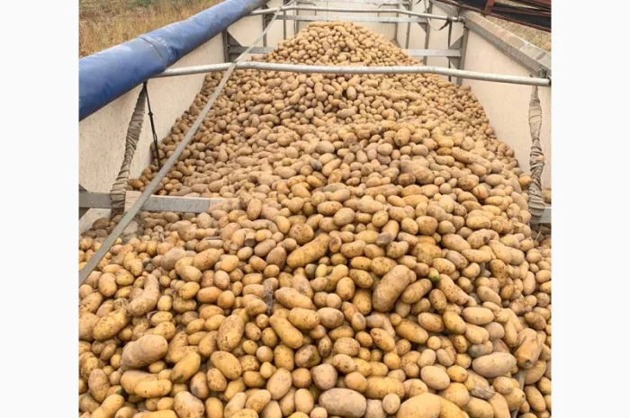 Куплю картоплю гарної якості- фото № 1