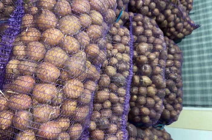 Картошка опт- фото № 3