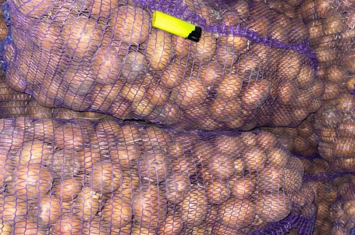 Картошка опт- фото № 4