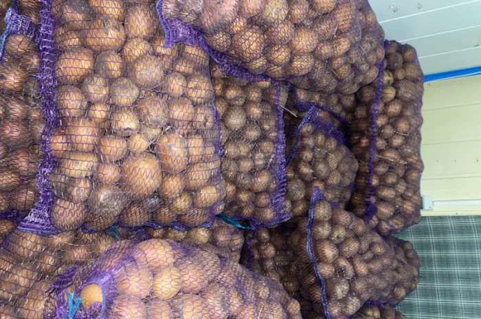 Картошка опт- фото № 5