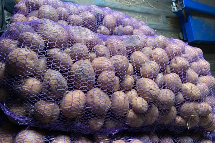 Картошка опт- фото № 7