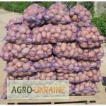 Продам домашний картофель разных сортов 25 грн с доставкой по городу- фото № 3