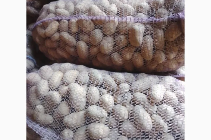 Продаж картоплі сорту Коломбо оптом- фото № 1