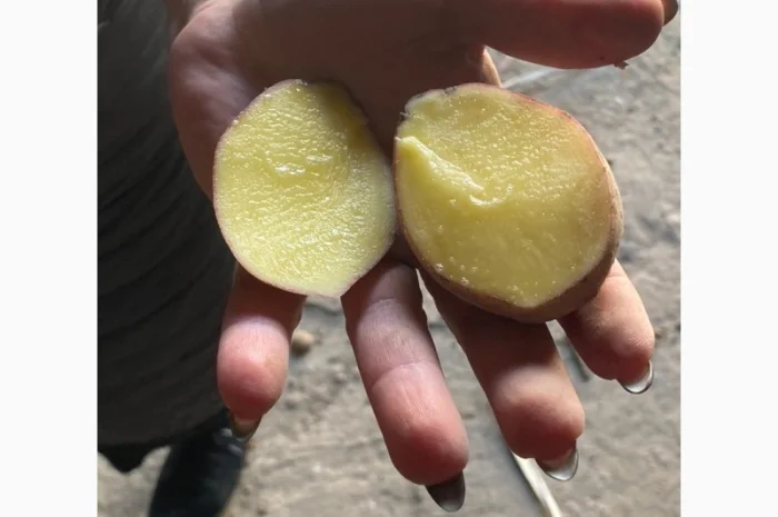 Купить оптом посадочную картошку от 10т. Качество 5+ белые и розовые сорта- фото № 1