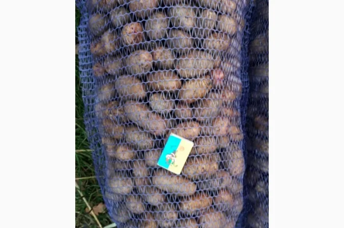 Продам насіння Тираса від 5 т- фото № 1