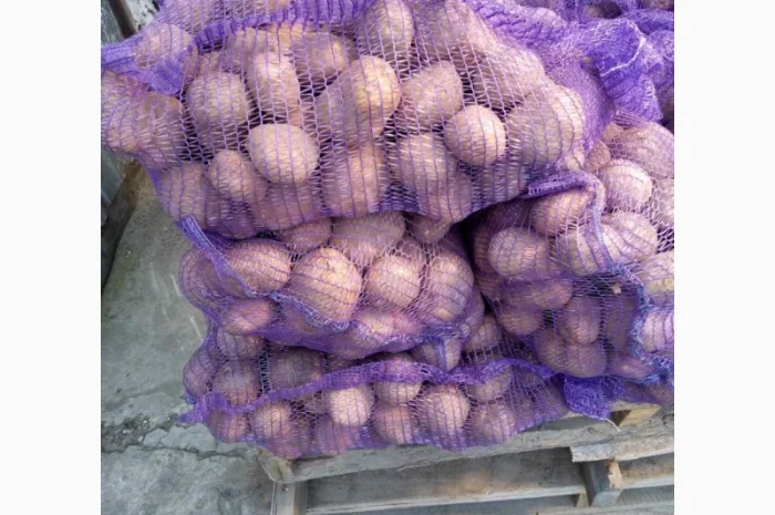 Насіннева картопля Пікассо оптом- фото № 1