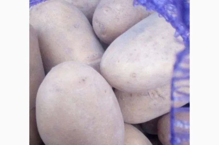 Семенной картофель Беллароза оптом- фото № 1