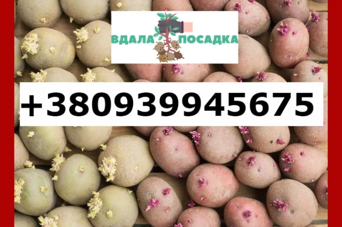 Продамо посадкову картоплю рожевих сортів від 5 тонн, є висока репродукція та для ринку- фото № 1