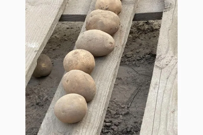 Продамо посадкову картоплю рожевих сортів від 5 тонн, є висока репродукція та для ринку- фото № 2