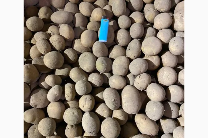 Продаж насінного картоплі Арізони- фото № 1