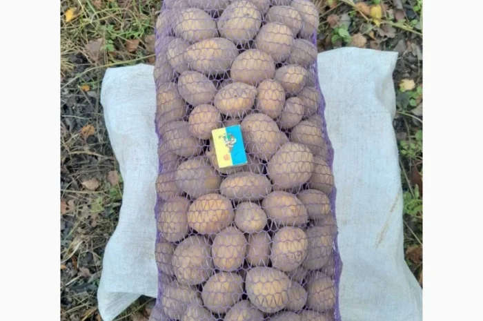 Продаж картоплі сорту Конект середнього калібру- фото № 1