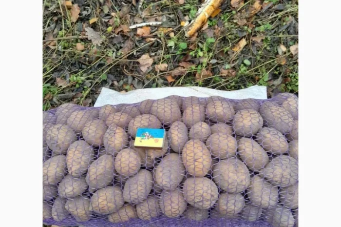 Картопля Конект середнього калібру оптом- фото № 1