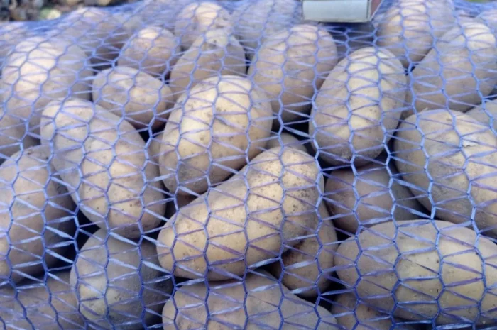 Картопля сорту Гранада середнього калібру оптом- фото № 1