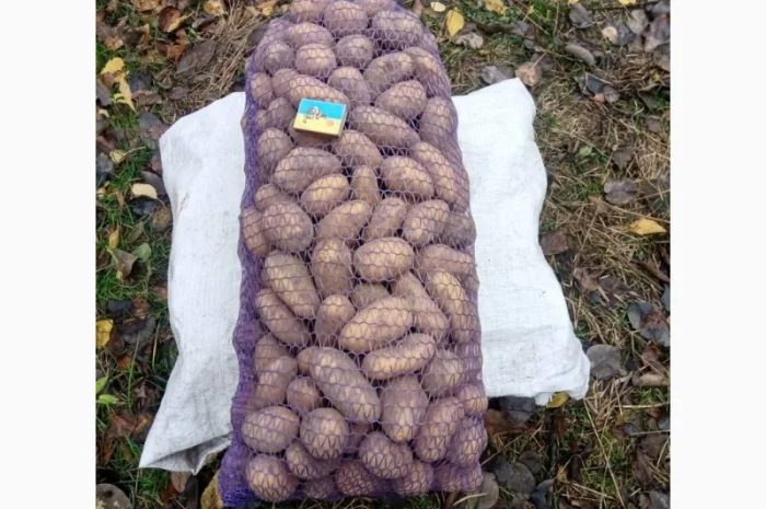 Куплю картоплю сорту Гранада оптом- фото № 1