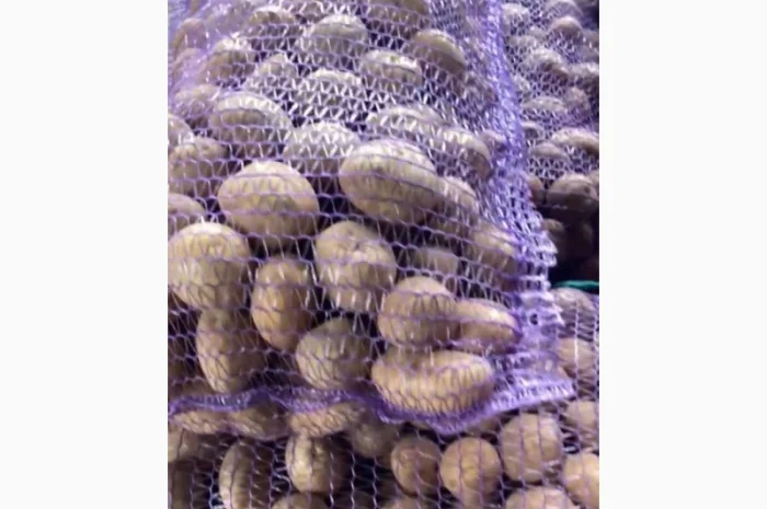 Продаж насіння Рів'єри від 10 тон- фото № 1