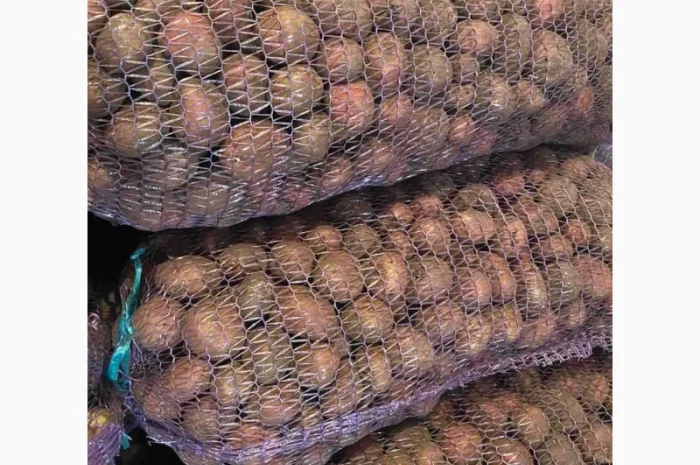 Продаж посадкової картоплі від виробника- фото № 1