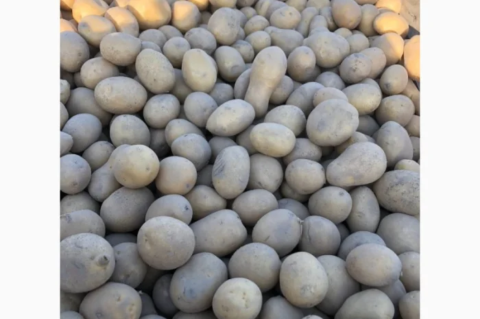Продажа насінєвої картоплі оптом от 20 тон- фото № 1
