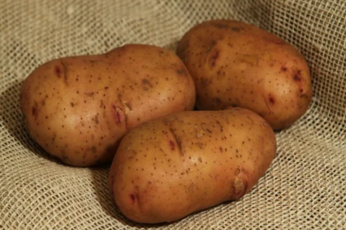 Насіння Тирасу 2 репродукції від 10 тон- фото № 1