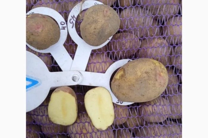 Продаж насінневого картоплі Пікасо оптом- фото № 1