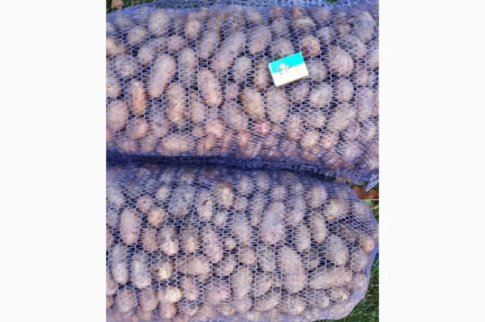 Продажа насинневой картошки Тирас оптом- фото № 1