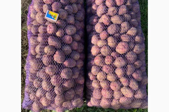 Продажа семенной картошки Пикассо оптом- фото № 1