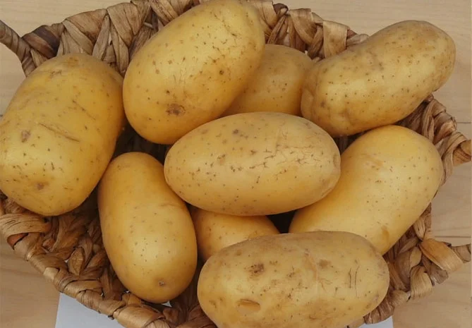 Посадкова картопля сорту королева Анна оптом- фото № 1