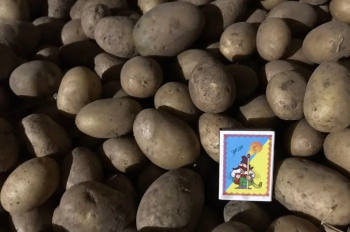 Продажа посадкової картоплі Мелоді і Белароса- фото № 1