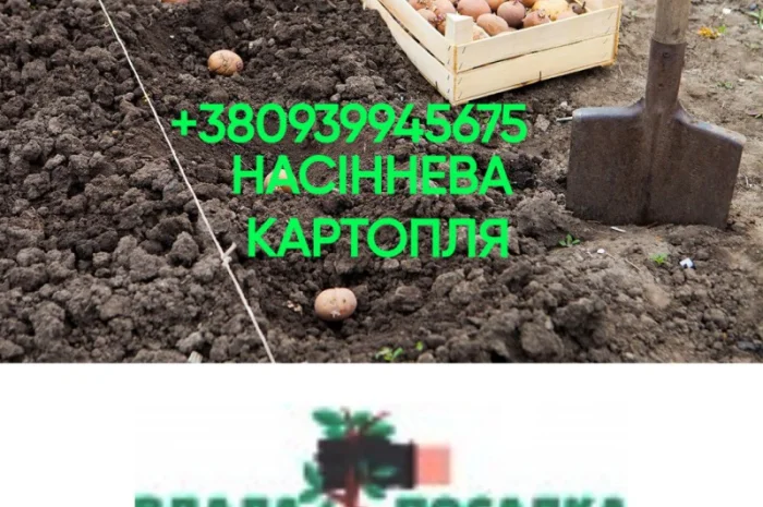 Реалізація насінневого матеріалу 1, 2, 3 репродукції, від 3т, з 20-го серпня- фото № 1