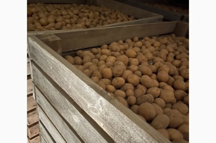 Продаж насінневої картоплі сорту Рів‘єра- фото № 1