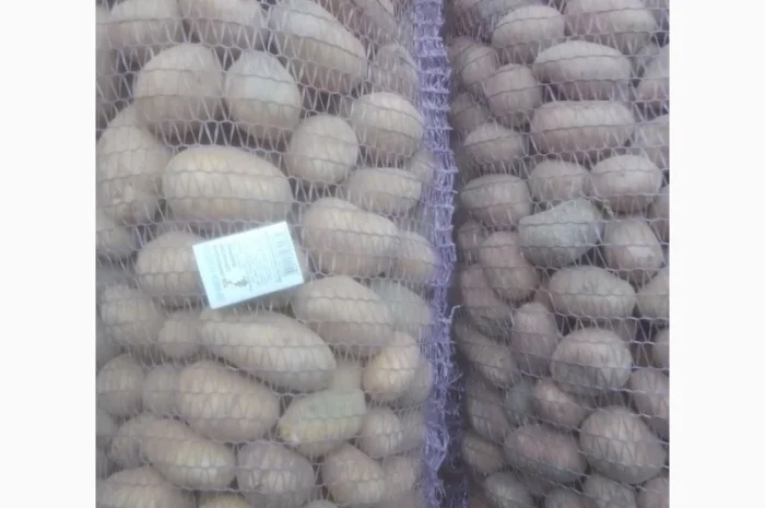 Продажа насинневой картошки сортов Есмі и Гранада оптом- фото № 1