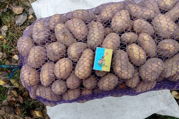 Продаж картоплі середнього калібру оптом- фото № 1