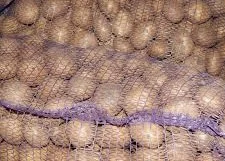 Продаж картоплі сорту Королева Анна оптом- фото № 1