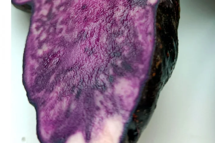 Картопля фіолетова Вітелотт, Vitelott potato- фото № 2