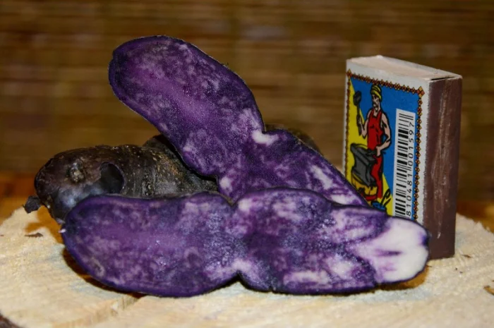 Картофель Vitelotte – унікальний насіннєвий сорт- фото № 2