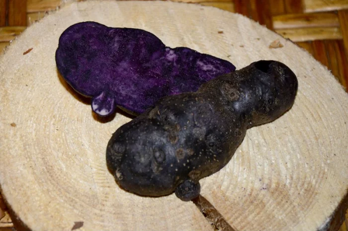 Картофель Vitelotte – унікальний насіннєвий сорт- фото № 3