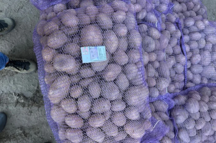 Закупівля картоплі бюджетної якості- фото № 1