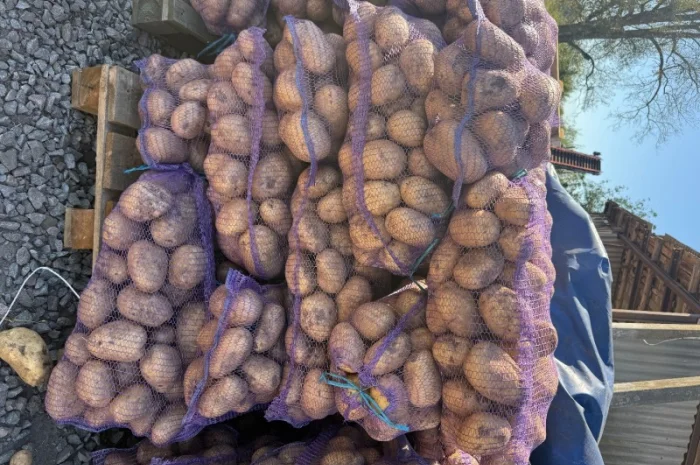 Закупівля картоплі бюджетної якості- фото № 2