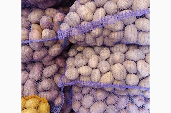 Продам товарну домашнюю картоплю 22т- фото № 1