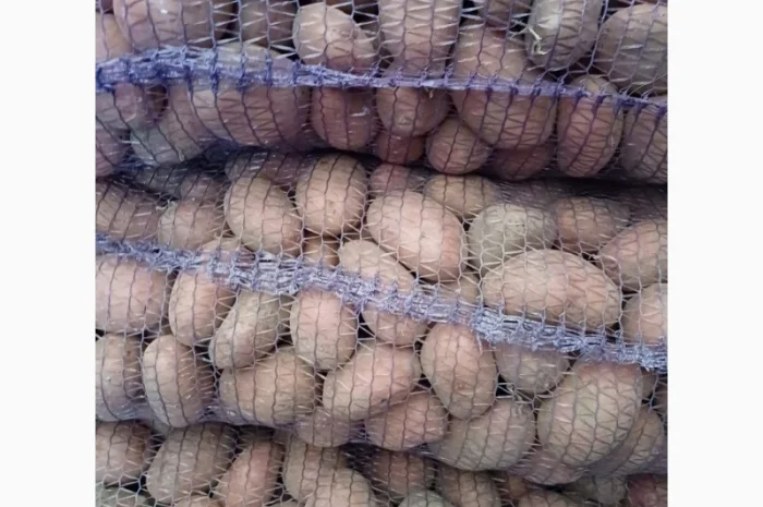 Продам товарну домашнюю картоплю 22т- фото № 2