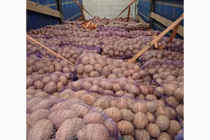 Продам товарну домашнюю картоплю 22т- фото № 3