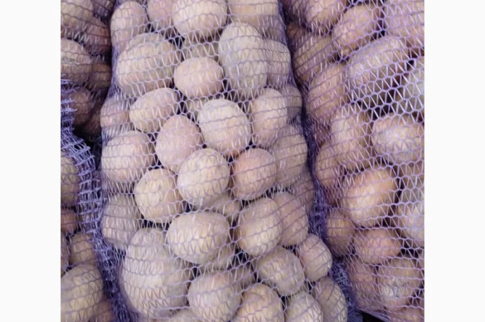 Продам товарну домашнюю картоплю 22т- фото № 4