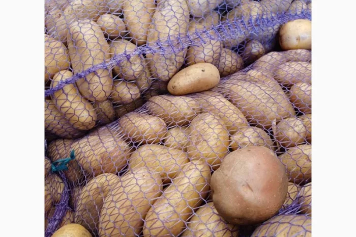 Продам товарну домашнюю картоплю 22т- фото № 5