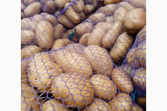 Продам товарну домашнюю картоплю 22т- фото № 6