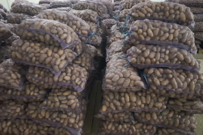 Продаж картоплі сорту Гранада- фото № 1