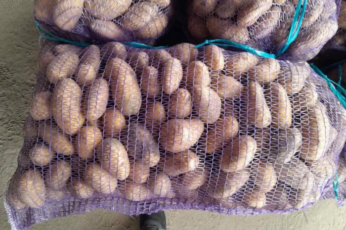 Продаж картоплі сорту Гранада- фото № 2