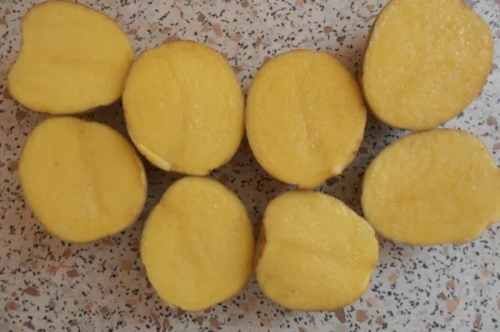 Картопля насіннєва сорт Гала 1 репродукція- фото № 2