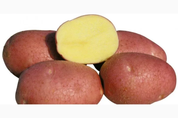 Насіннєва картопля сорт Беллароза 1 репродукція- фото № 1